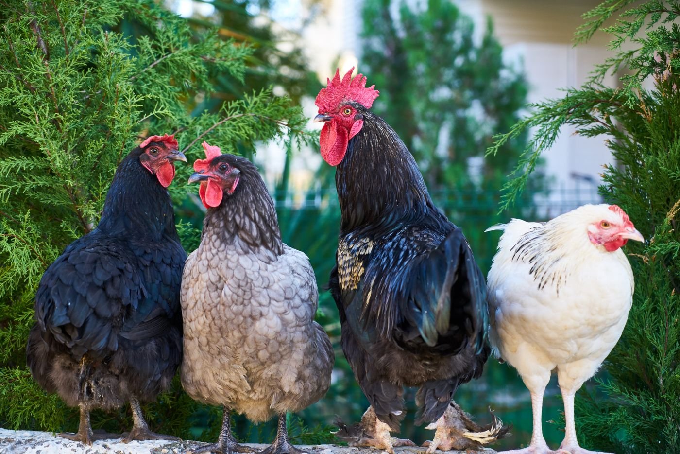 Modern Poultry Breed