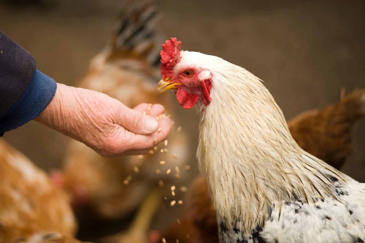 Chicken Feeding Area