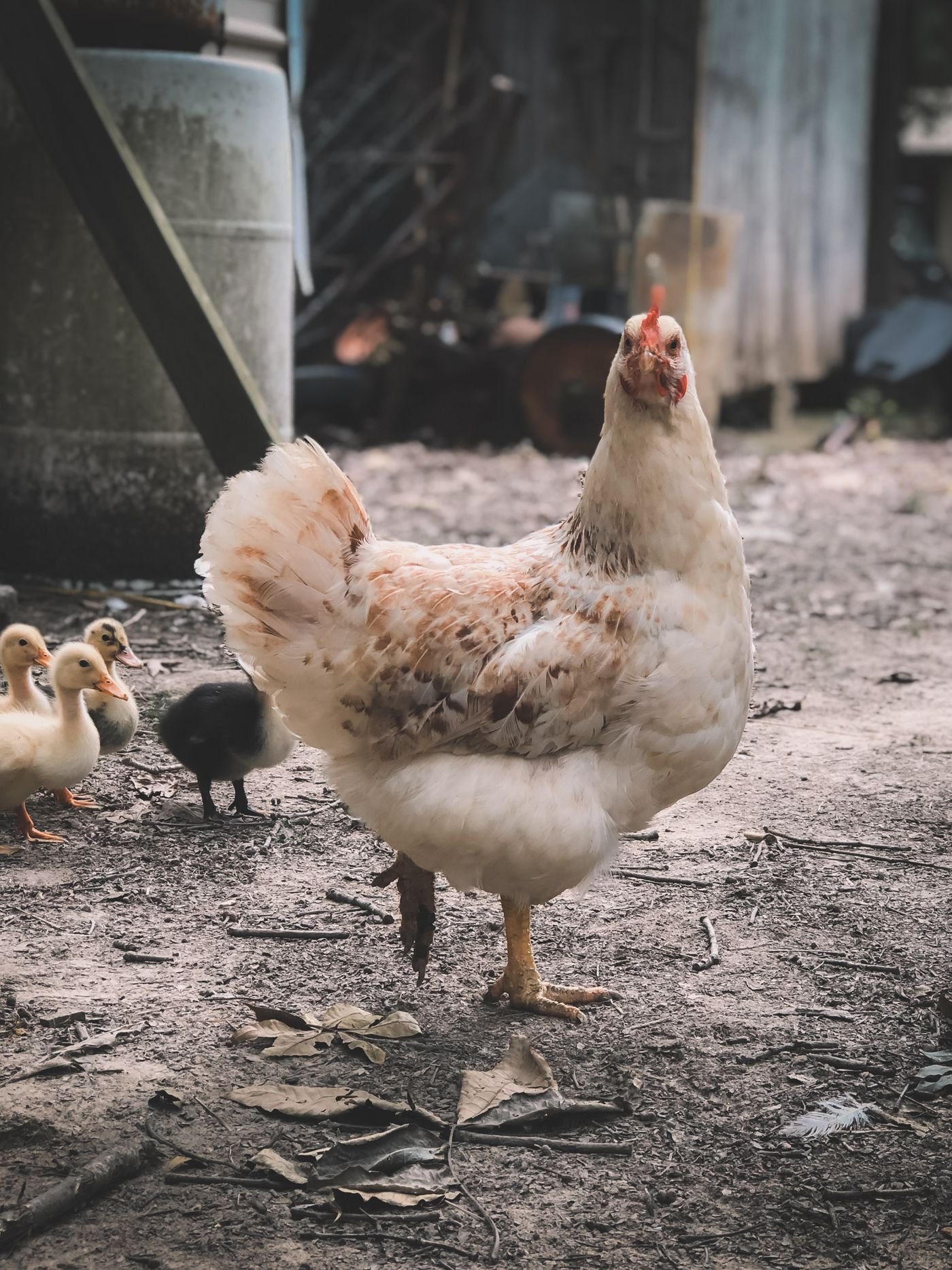 Farm Poultry Care