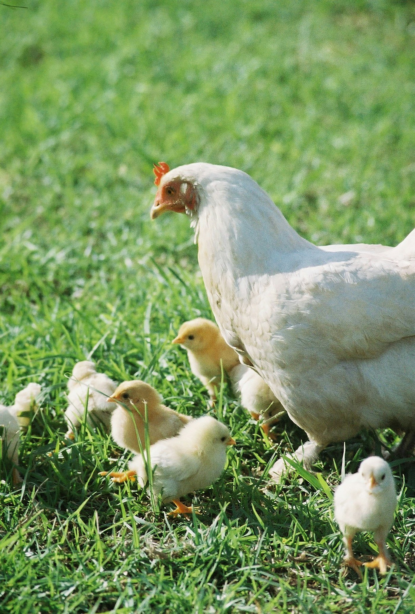 Hen & Chicks